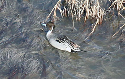 Pintail, drake